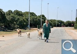 Ziegen und Schafe überqueren Straßen - also langsam